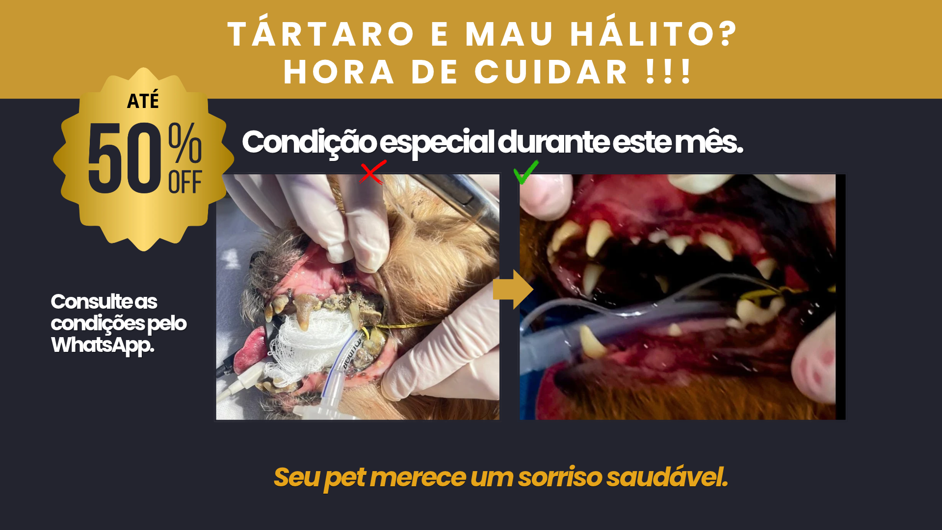 VET PRIME - POSTS (1)